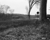 Shrubs and Trees