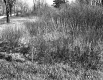 Shrubs and Trees
