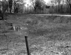 Swampy Pasture