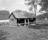 Cattle Grazing near Barn