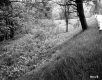Grassy Slope