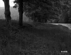 Trees by River