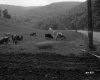 Cows by Road