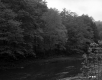 Trees by River