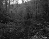 Tire Tracks in Forest