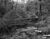 Branches in Forest