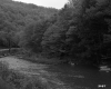 Trees by River