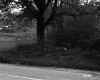 Tree by Road