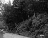 Trees Surrounding Road