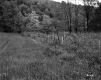 Field with Wood Poles