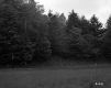 Trees by Field