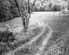 Tracks through Field