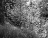 Wooded Slope