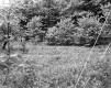 Grass and Trees