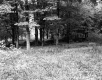 Trees and Ferns