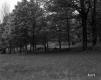 Trees in Field
