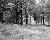 Forest and Field