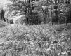 Tall Grass and Plants