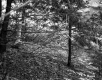 Slope in Forest