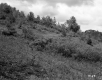 Grassy Slope