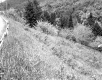 Wooded Slope