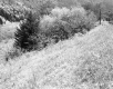 Wooded Slopes