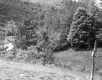 Wooded Mountainsides