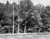 Wire Fence and Trees