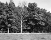 Wire Fence and Trees