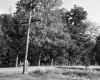 Electrical Pole and Trees