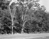 Wire Fence and Trees