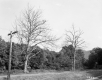 Trees and Mountains