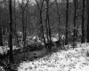 Stream through Forest