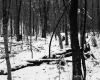 Snow in Forest
