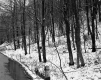 Snowy Slope