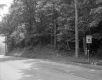 Trees Lining Road