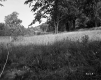 Grassy Field