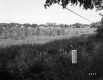 Wood Poles in Field