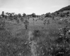 Trees in Field