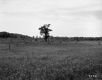 Field with Trees