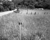 Field by Road