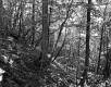 Wooded Forest Slope