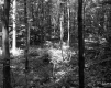 Forest with Leaves