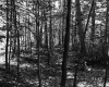 Forest with Leaves