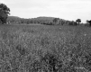 Field and Mountains