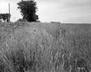 Field with Wood Poles