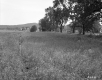 Field with Wood Poles