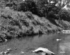 Stream with Rocks