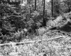 Forest Edge