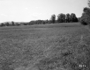 Field and Trees